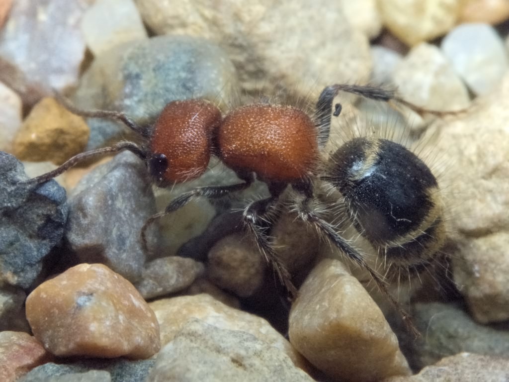 Myrmilla caucasica (Kolenati, 1846)